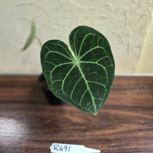 #R491 Anthurium Clarinervium x