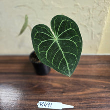 Load image into Gallery viewer, #R491 Anthurium Clarinervium x