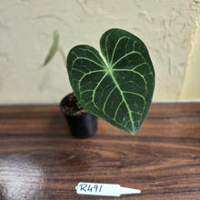 Load image into Gallery viewer, #R491 Anthurium Clarinervium x