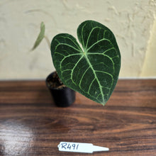 Load image into Gallery viewer, #R491 Anthurium Clarinervium x
