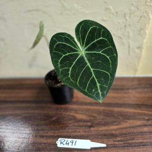 #R491 Anthurium Clarinervium x