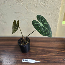 Load image into Gallery viewer, #R491 Anthurium Clarinervium x