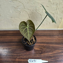 Load image into Gallery viewer, #R491 Anthurium Clarinervium x