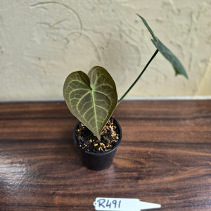 #R491 Anthurium Clarinervium x