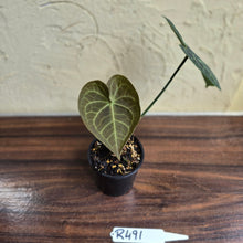 Load image into Gallery viewer, #R491 Anthurium Clarinervium x