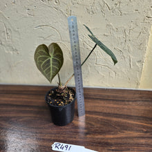 Load image into Gallery viewer, #R491 Anthurium Clarinervium x