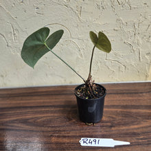Load image into Gallery viewer, #R491 Anthurium Clarinervium x