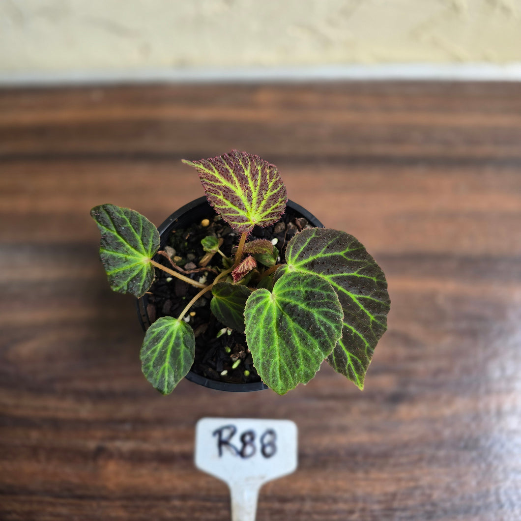 #R88 Begonia Chloroneura
