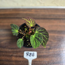 Load image into Gallery viewer, #R88 Begonia Chloroneura