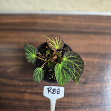 Load image into Gallery viewer, #R88 Begonia Chloroneura