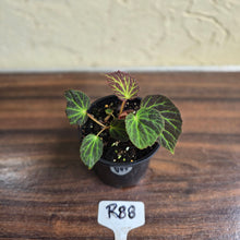 Load image into Gallery viewer, #R88 Begonia Chloroneura