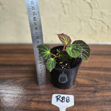 Load image into Gallery viewer, #R88 Begonia Chloroneura