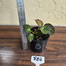 Load image into Gallery viewer, #R88 Begonia Chloroneura
