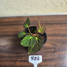 Load image into Gallery viewer, #R88 Begonia Chloroneura