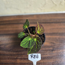 Load image into Gallery viewer, #R88 Begonia Chloroneura
