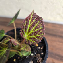 Load image into Gallery viewer, #R88 Begonia Chloroneura