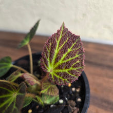 Load image into Gallery viewer, #R88 Begonia Chloroneura