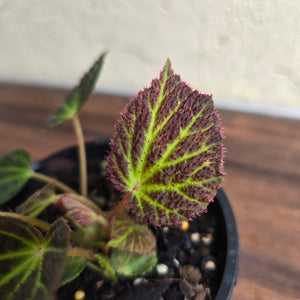 #R88 Begonia Chloroneura
