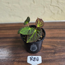 Load image into Gallery viewer, #R88 Begonia Chloroneura