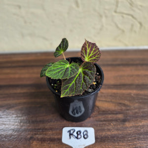 #R88 Begonia Chloroneura