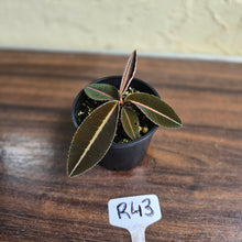 Load image into Gallery viewer, #R43 Labisia Brown Pink