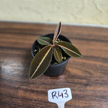 Load image into Gallery viewer, #R43 Labisia Brown Pink