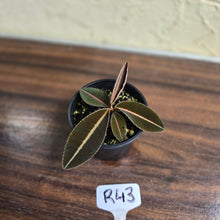 Load image into Gallery viewer, #R43 Labisia Brown Pink