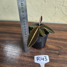 Load image into Gallery viewer, #R43 Labisia Brown Pink
