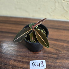 Load image into Gallery viewer, #R43 Labisia Brown Pink
