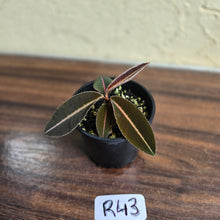 Load image into Gallery viewer, #R43 Labisia Brown Pink