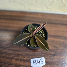 Load image into Gallery viewer, #R43 Labisia Brown Pink