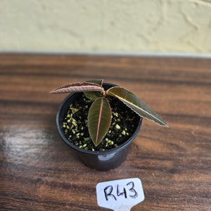 #R43 Labisia Brown Pink