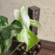 Load image into Gallery viewer, #R40 Variegated Monstera Borsigiana