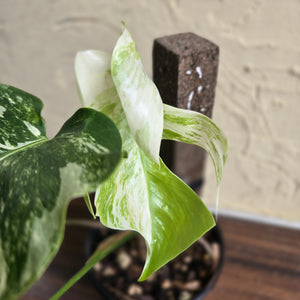 #R40 Variegated Monstera Borsigiana