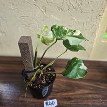 Load image into Gallery viewer, #R40 Variegated Monstera Borsigiana
