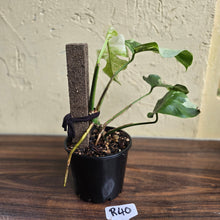 Load image into Gallery viewer, #R40 Variegated Monstera Borsigiana