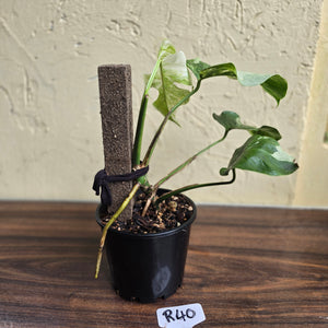 #R40 Variegated Monstera Borsigiana