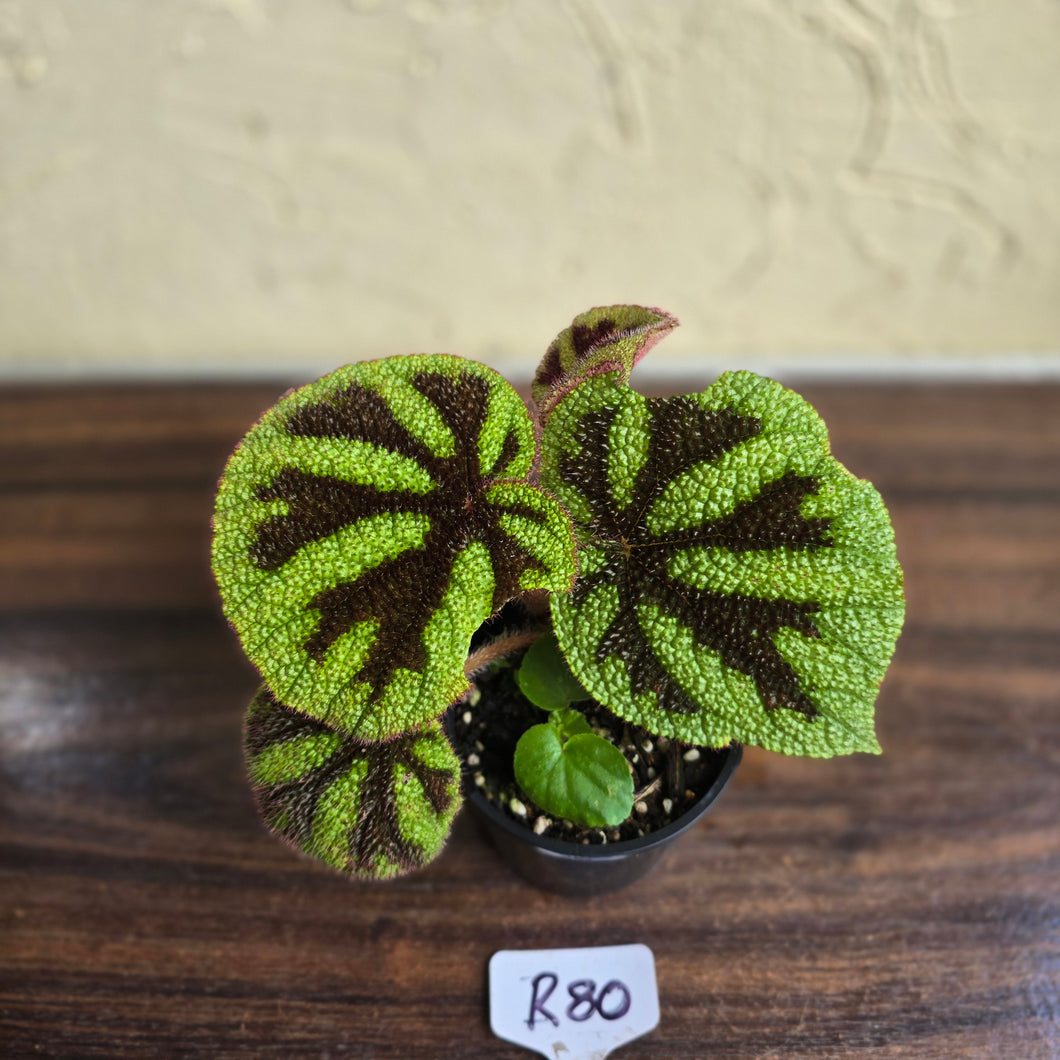 #R80 Begonia Iron Cross