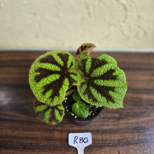 Load image into Gallery viewer, #R80 Begonia Iron Cross