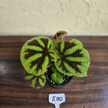 Load image into Gallery viewer, #R80 Begonia Iron Cross