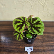 Load image into Gallery viewer, #R80 Begonia Iron Cross