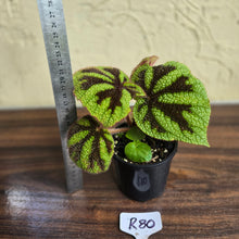 Load image into Gallery viewer, #R80 Begonia Iron Cross