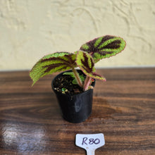Load image into Gallery viewer, #R80 Begonia Iron Cross
