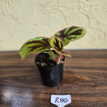 Load image into Gallery viewer, #R80 Begonia Iron Cross