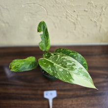 Load image into Gallery viewer, #R11 Philodendron Jose Buono