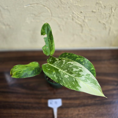 #R11 Philodendron Jose Buono