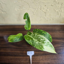 Load image into Gallery viewer, #R11 Philodendron Jose Buono