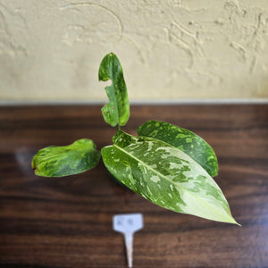 #R11 Philodendron Jose Buono