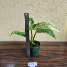 Load image into Gallery viewer, #R11 Philodendron Jose Buono