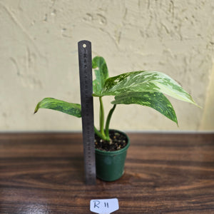 #R11 Philodendron Jose Buono
